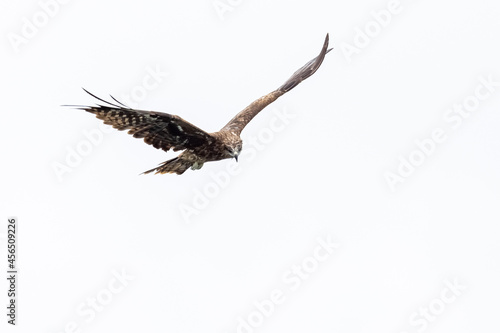 Black Kite flying in sky with while background