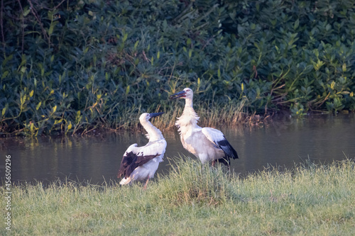 Oriental Stork seeking for food in wetland photo