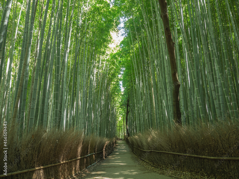 Fototapeta premium 京都の竹林