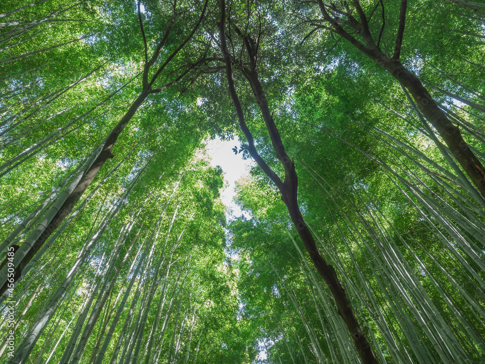Naklejka premium 京都の竹林