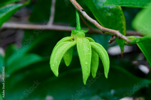 closeup water drops on green climbing ylang-ylang flower