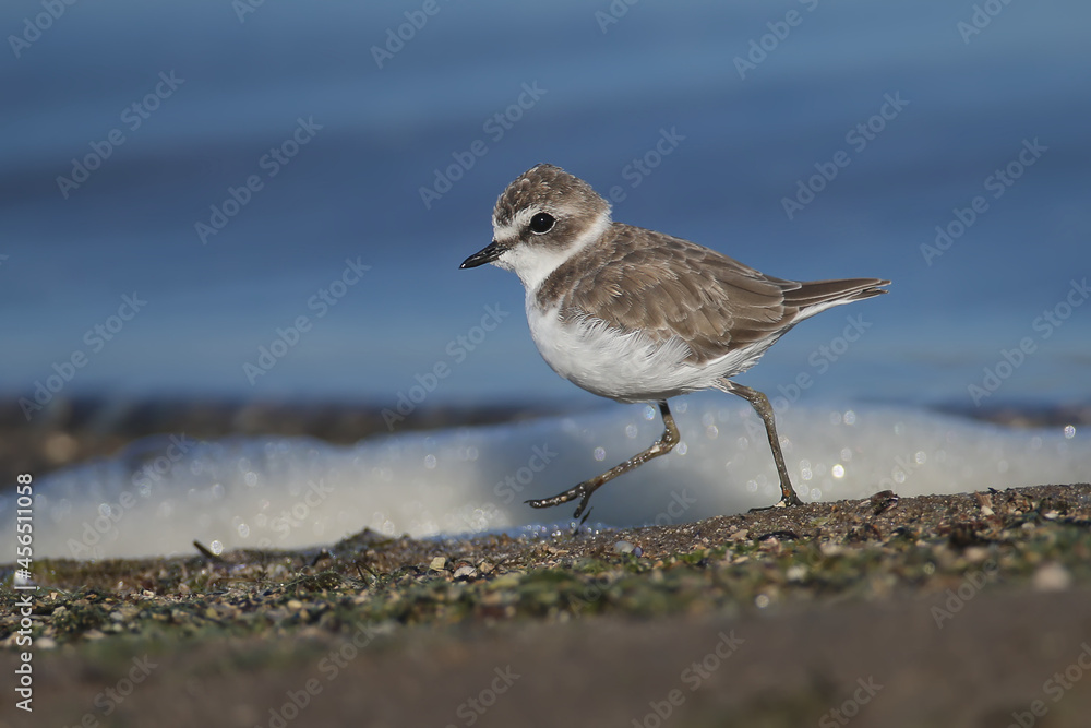 A very close-up photo of a Kentish plover (Charadrius alexandrinus) in winter plumage was shot on the foam against the background of the blue water of the estuary A very close-up photo of a Kentish plover (Charadrius alexandrinus) in winter plumage was shot on the foam against the background of the blue water of the estuary
