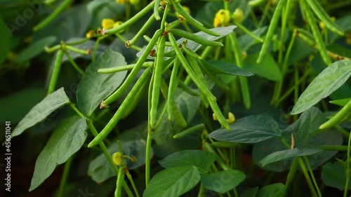 Mung bean flower, crop planting at the field,cultivation of Moong,crop planting at the field