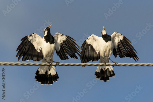 A pair of singing mudlarks with wings outspread.  Rare mudlarks or pee-wees singing and calling out on a wire photo