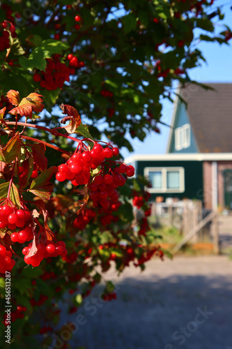Red berries on a bush, classic Dutch house on a background, selective focus. Beautiful countryside house. Summer in the Netherlands. 
