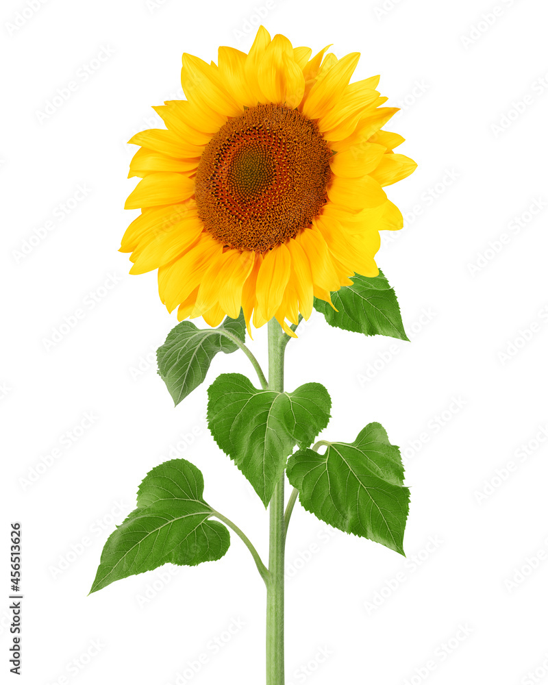 sunflower, isolated on white background, full depth of field, clipping path