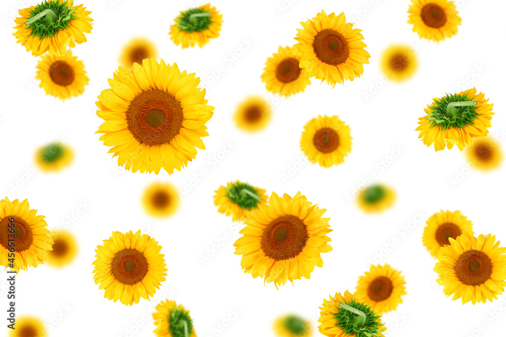 Falling sunflower, isolated on white background, selective focus Falling sunflower, isolated on white background, selective focus