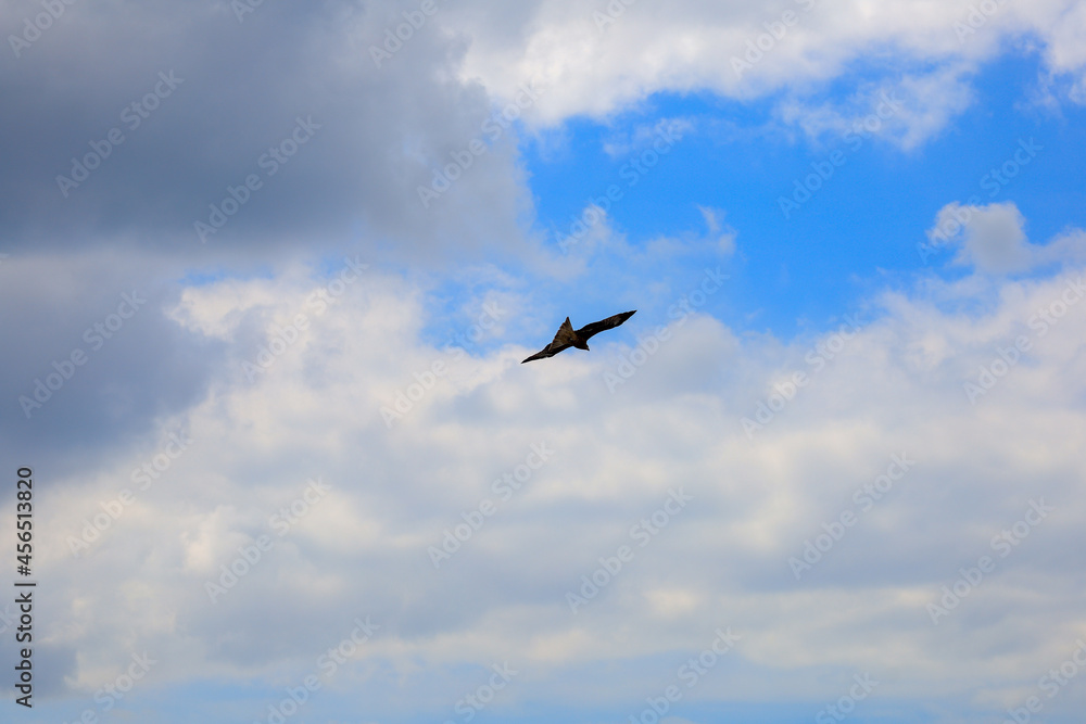 birds in flight