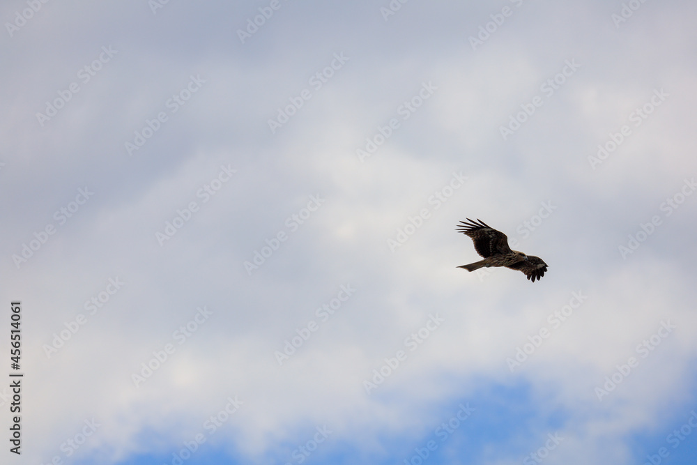 Obraz premium vulture in flight