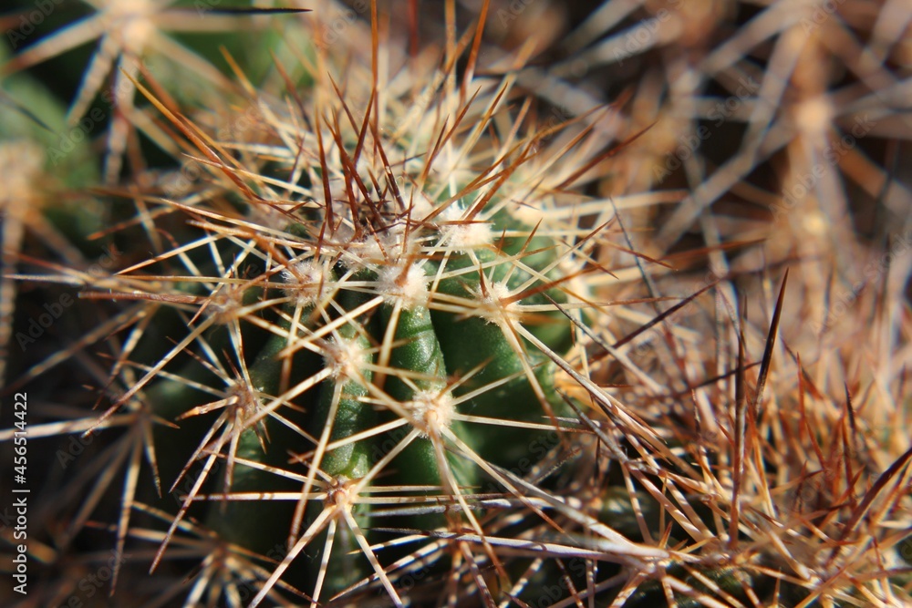 close up of cactus close up of cactus