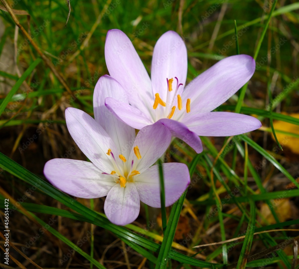 Fototapeta premium autumn purple crocuses in the grass