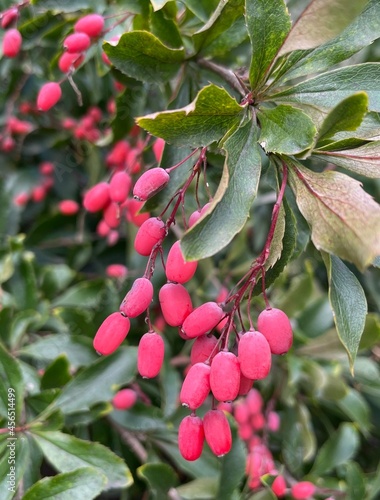 berries on a bush barberry
