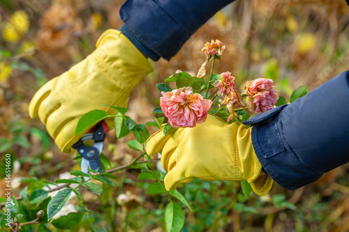 Fototapeta Naklejka Na Ścianę i Meble -  Pruning rose bushes in the fall. Garden work. The pruner in the hands of the gardener.