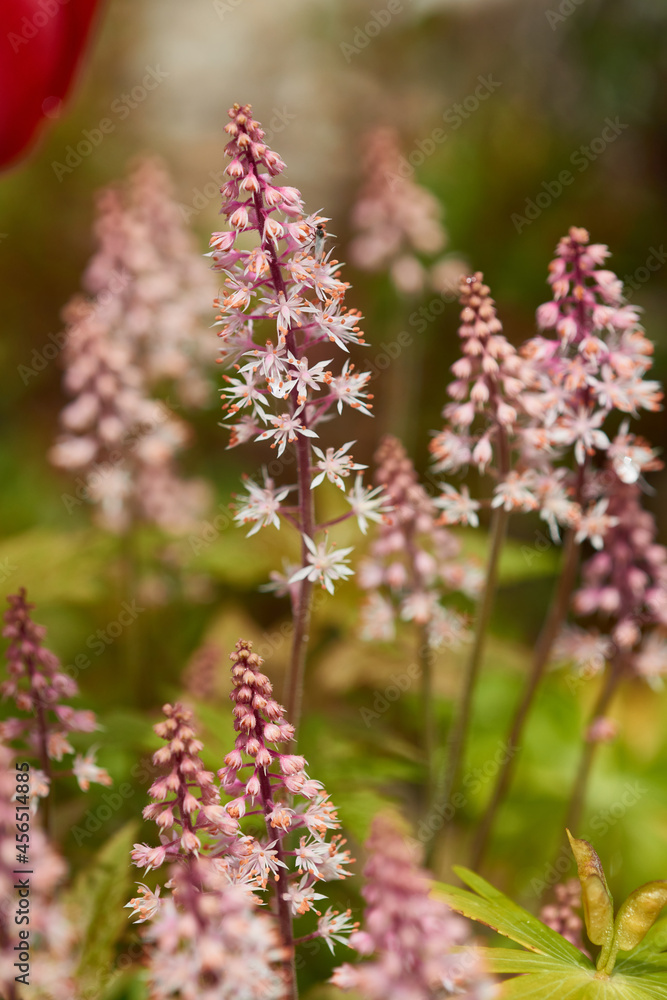 Schaumblüten (Tiarella) Schaumblüten (Tiarella)