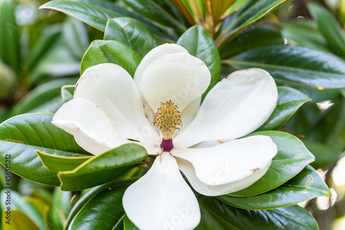 Large white magnolia flower on the background of foliage