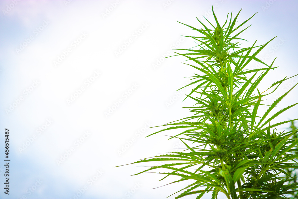 Plant tops of wild Cannabis sativa. Green grass. Close-up. Plant tops of wild Cannabis sativa. Green grass. Close-up.