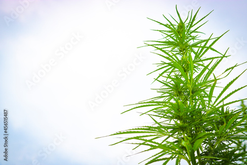 Plant tops of wild Cannabis sativa. Green grass. Close-up.