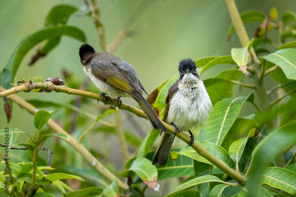 Close-up of a light-vented (Chinese) Bulbuls (Pycnonotus sinensis) sitting in a tree Close-up of a light-vented (Chinese) Bulbuls (Pycnonotus sinensis) sitting in a tree