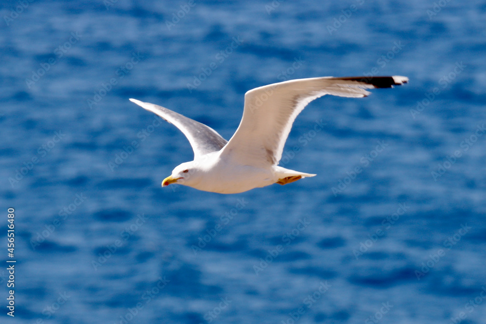 Gaviota Gaviota