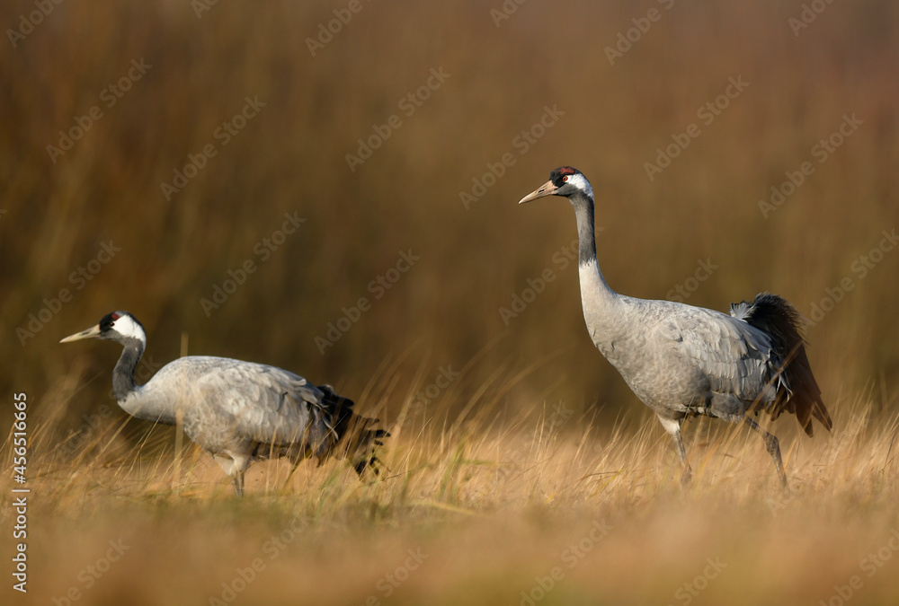 Fototapeta premium Common crane birds ( Grus grus )