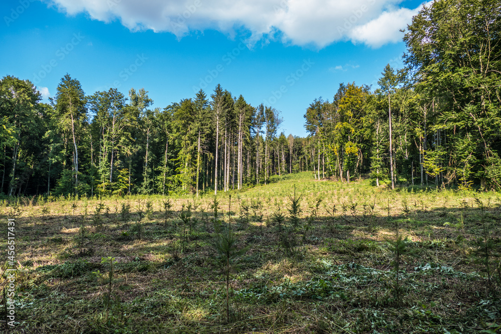 Wiederaufforstung durch anpflanzen von jungen Bäumen im Mischwald