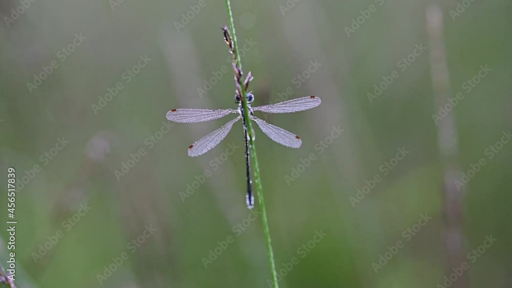custom made wallpaper toronto digitalDragonfly in the morning dew at the moor, common spreadwing male, summer, (lestes sponsa), lower saxony, germany