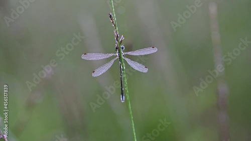 Wallpaper Mural Dragonfly in the morning dew at the moor, common spreadwing male, summer, (lestes sponsa), lower saxony, germany Torontodigital.ca