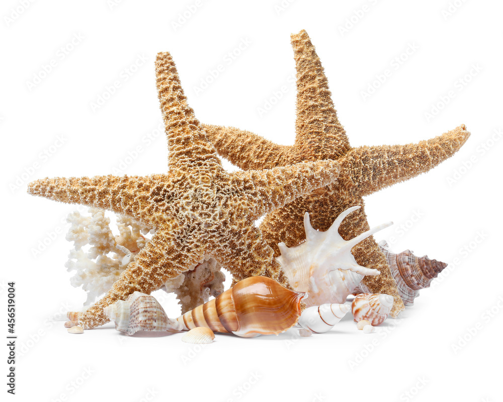 Beautiful sea stars and seashells on white background Beautiful sea stars and seashells on white background