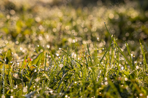 Fresh early morning in the field. Green grass with drops of dew and sunlight. Real is beautiful. 