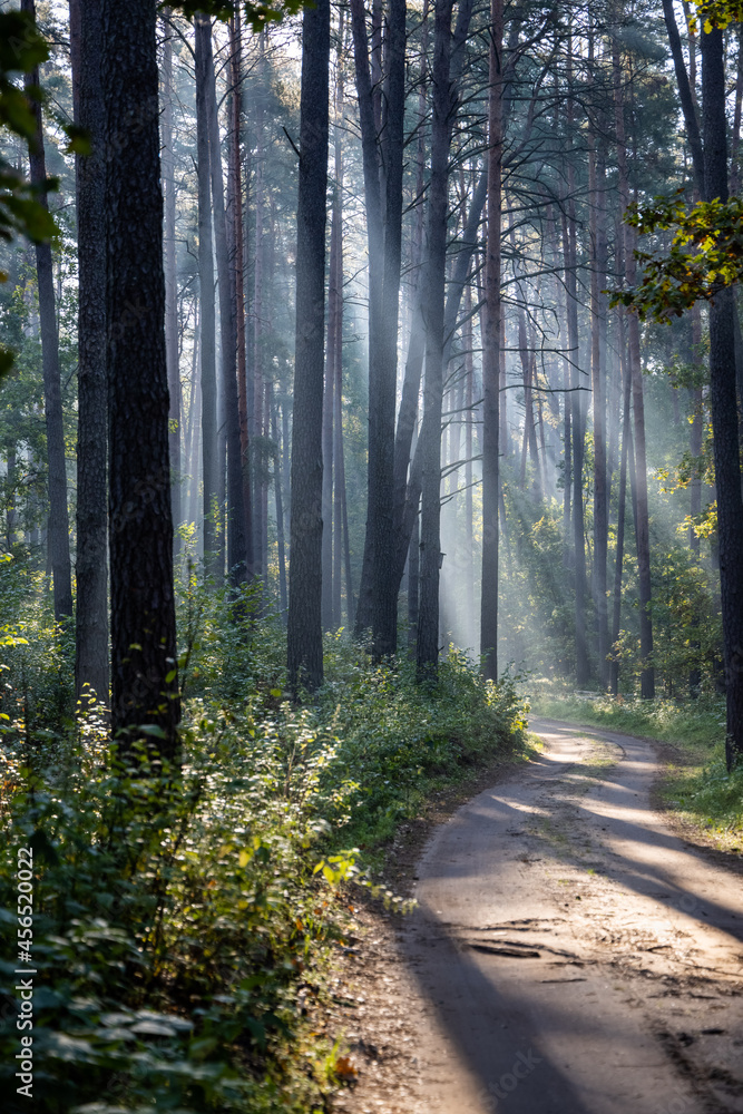 Obraz premium Fresh early morning mist in the forest. Beautiful sunrise in the woods with a fog, green trees and bushes. Real is beautiful. 