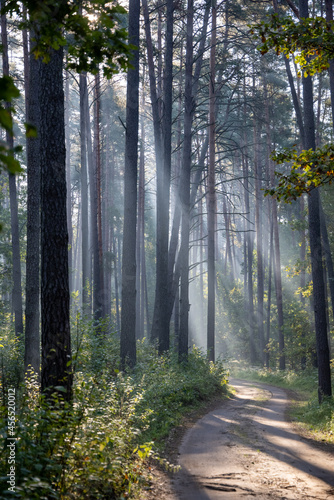 Wallpaper Mural Fresh early morning mist in the forest. Beautiful sunrise in the woods with a fog, green trees and bushes. Real is beautiful.  Torontodigital.ca