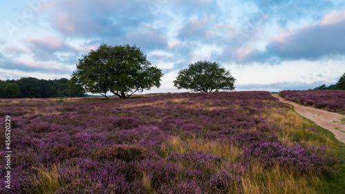 Heathland with trees early in the morning