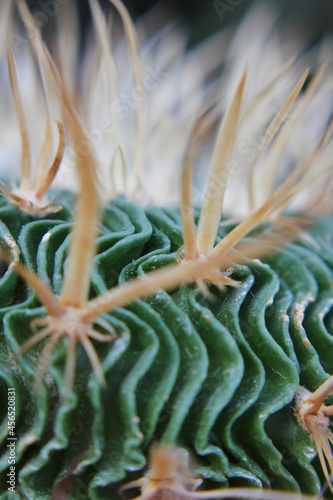 close up of a cactus 