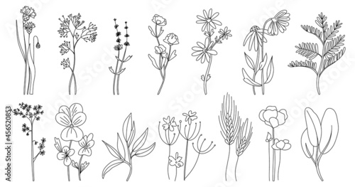 Wild flowers set. Hand drawn line black flowers, herbs and leaves, stem and petals. Herbal and meadow plant collection. Decor floral elegant elements. Vector isolated botanical illustration