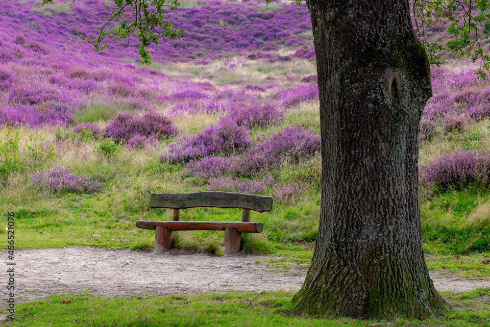 Flowering Calluna vulgaris (heather, ling, or simply heather) with wooden bench under the tree, Purple flowers on the hilly side field, Posbank, Veluwezoom National Park, Gelderland, Netherlands. Flowering Calluna vulgaris (heather, ling, or simply heather) with wooden bench under the tree, Purple flowers on the hilly side field, Posbank, Veluwezoom National Park, Gelderland, Netherlands.
