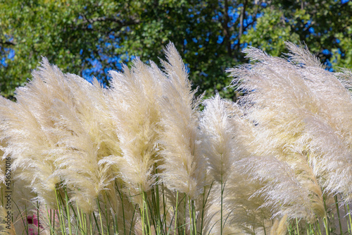 Selective focus of white cream fluffy flower of Pampas grass in the garden with blurred trees, Cortaderia selloana is a flowering plant native to southern South America, Nature flora background. photo