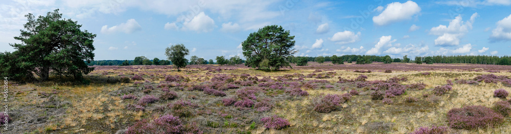 Obraz premium Panorama of heathland with trees early in the morning