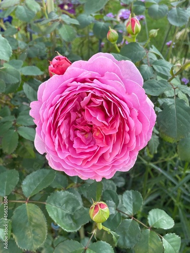 Pinke Rose im Garten 