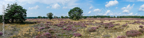 Panorama of heathland with trees early in the morning