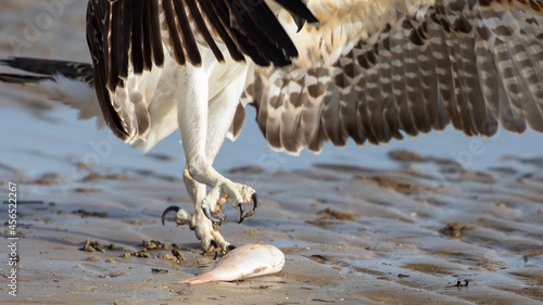 Osprey Talons about to grab a fish on the beach.  talons and wingtips.