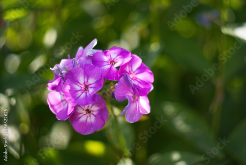 red lilac lilac phlox with dew drops on blurred background