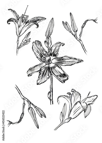 hand drawn ink drawing lily .set of different parts and