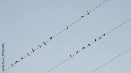 A flock of birds standing on electrical wires.