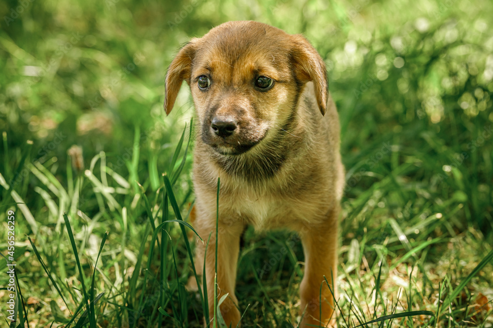 mother dog take care puppies with love mother dog take care puppies with love