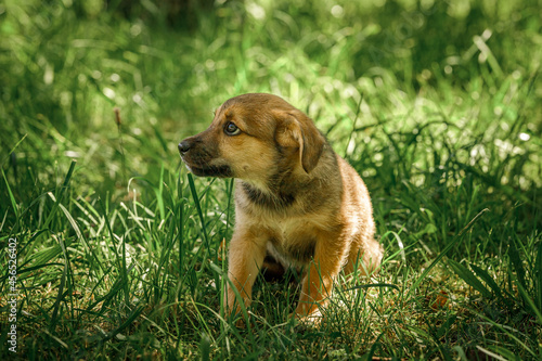 mother dog take care puppies with love