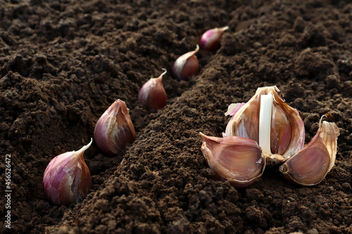 Garlic planted in the hole soil close-up. The process of planting garlic cloves in the garden. The concept of spring or autumn gardening