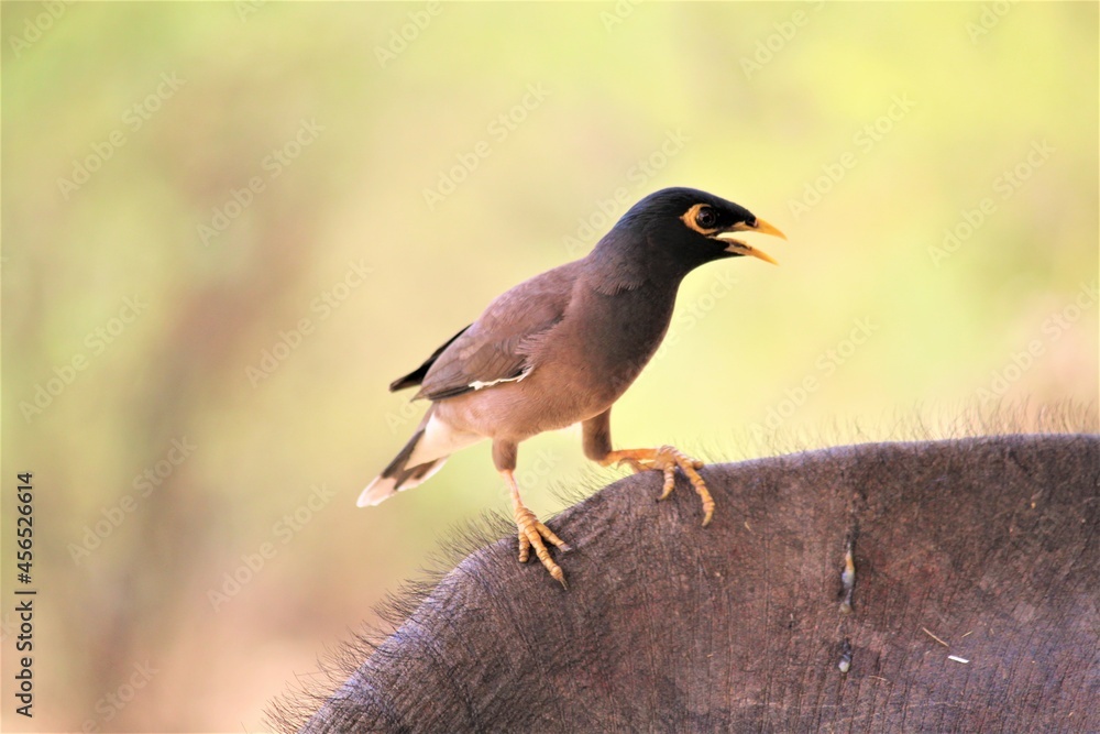 Common myna
Common myna
In this photo I clicked in the letter of a village, this bird was sitting on a animal Common myna
Common myna
In this photo I clicked in the letter of a village, this bird was sitting on a animal