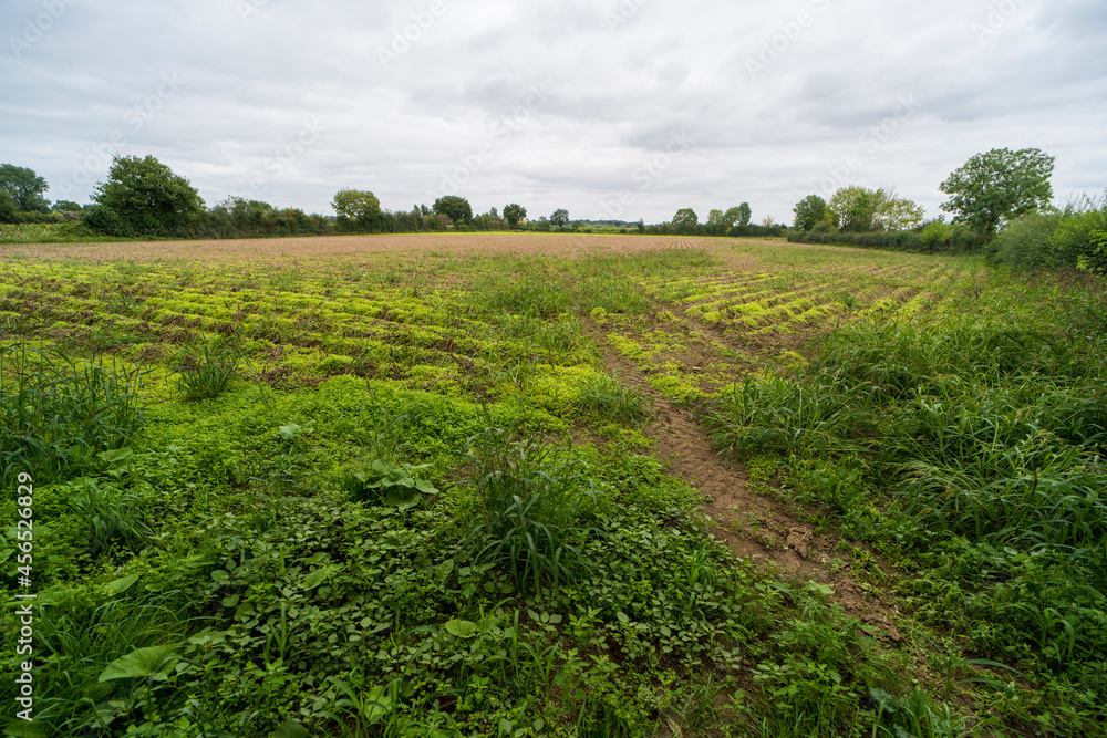 Obraz premium An agricultural field outside of Vierlingsbeeks, The Netherlands