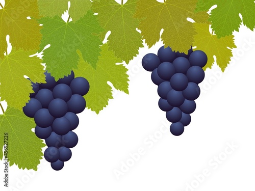 Grappes de raisins avec feuilles de vigne sur fond blanc
