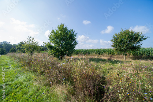 Summer landscape outside Vierlingsbeek, The Netherlands